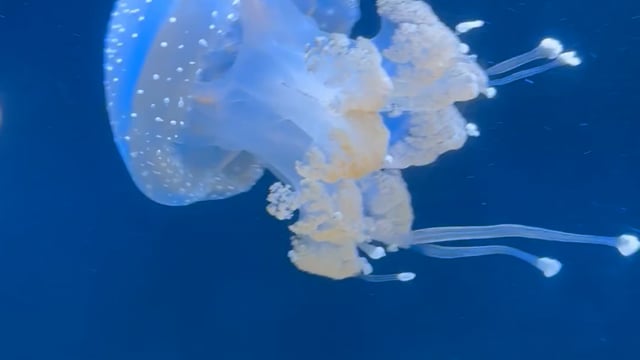 Jellyfish Fish Aquarium - Free Video On Pixabay