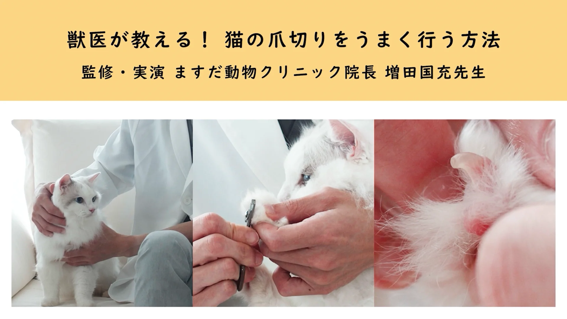 猫の診療指針 Part1 株式会社 緑書房