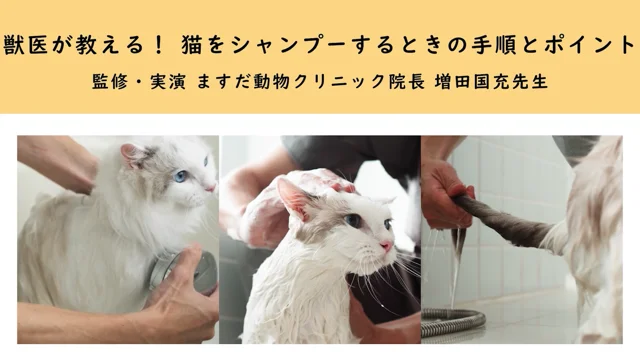 子猫 シャンプー 何 販売 ヶ月 から