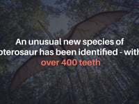 Newswise:Video Embedded new-pterosaur-species-with-hundreds-of-tiny-hooked-teeth-discovered