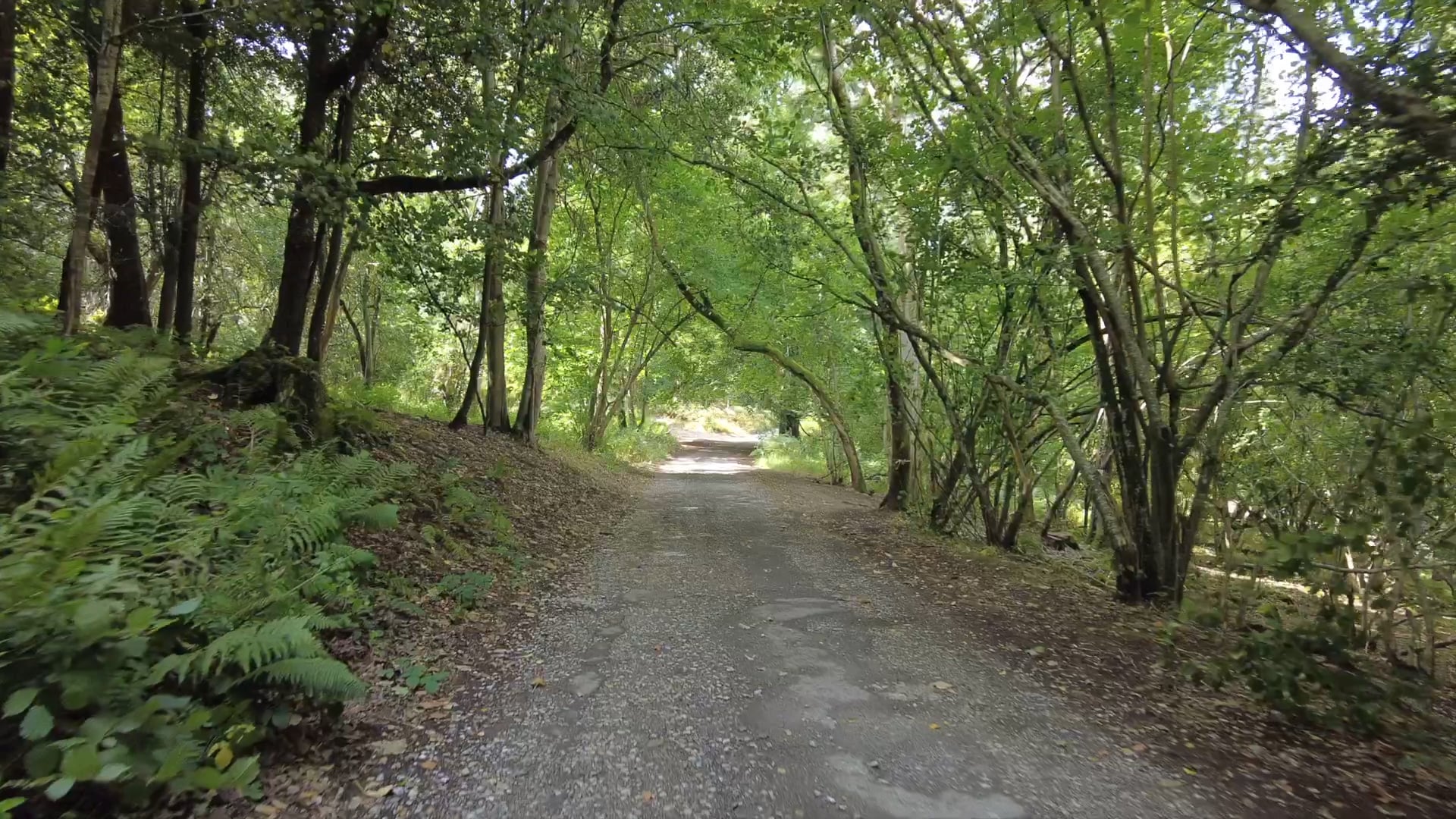 Coleridge Unbound (Nature Film) - Elizabeth Berris