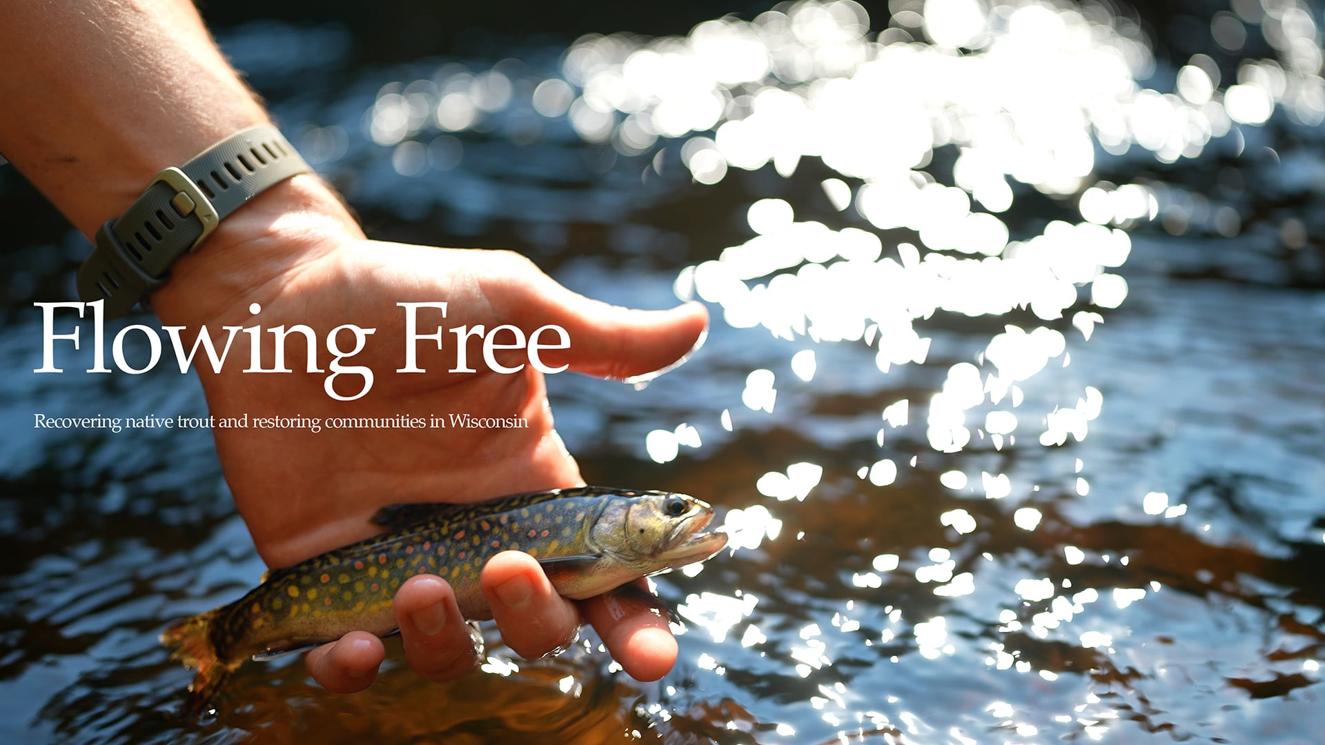 Flowing Free - Recovering native trout and restoring communities in ...