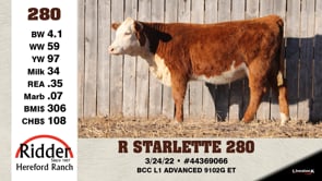 Lot #280 - R STARLETTE 280