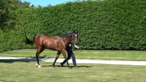 Miss Hoiho - Time Test