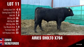 Lot #11 - OUT - - -  AIRIES SHOLTO X764