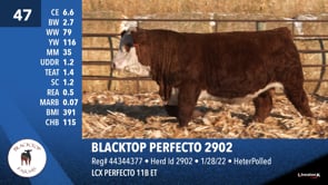 Lot #47 - BLACKTOP PERFECTO 2902