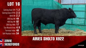 Lot #16 - OUT - - -  AIRIES SHOLTO X922