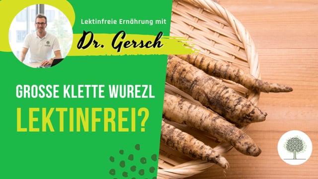 Ist die Große Klette Wurzel lektinfrei? 