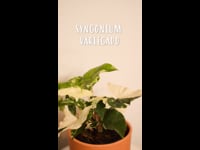 Cuidados Syngonium Variegado