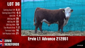 Lot #36 - Ervie L1 Advance 212951