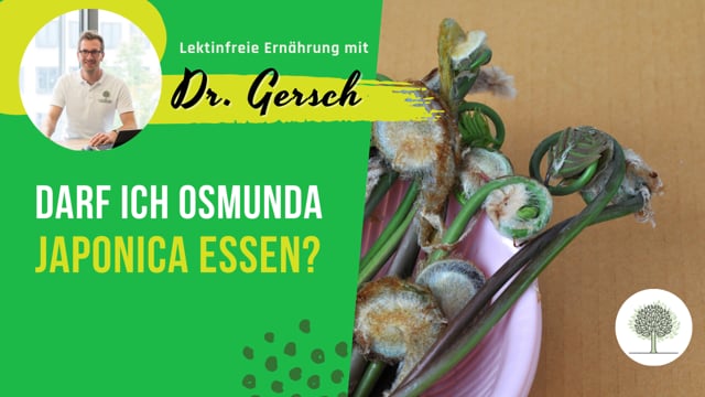 Ist Osmunda japonica (Königsfarn, ein japanisches Berggemüse) lektinfrei? 