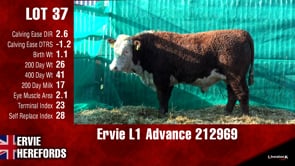 Lot #37 - Ervie L1 Advance 212969
