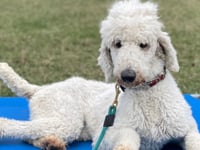 Standard Poodle - Kit