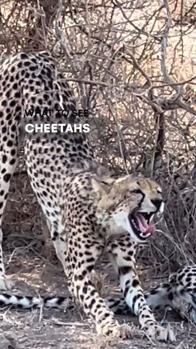 Cheetah