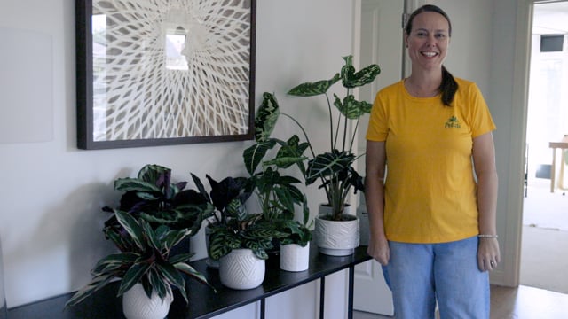 Houseplants with Similar Care: Calathea & Alocasia