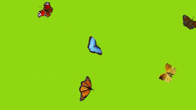 Butterfly Flying Effect - Free video on Pixabay