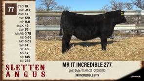 Lot #77 - MR JT INCREDIBLE 277