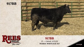 Lot #917BB - 917BB