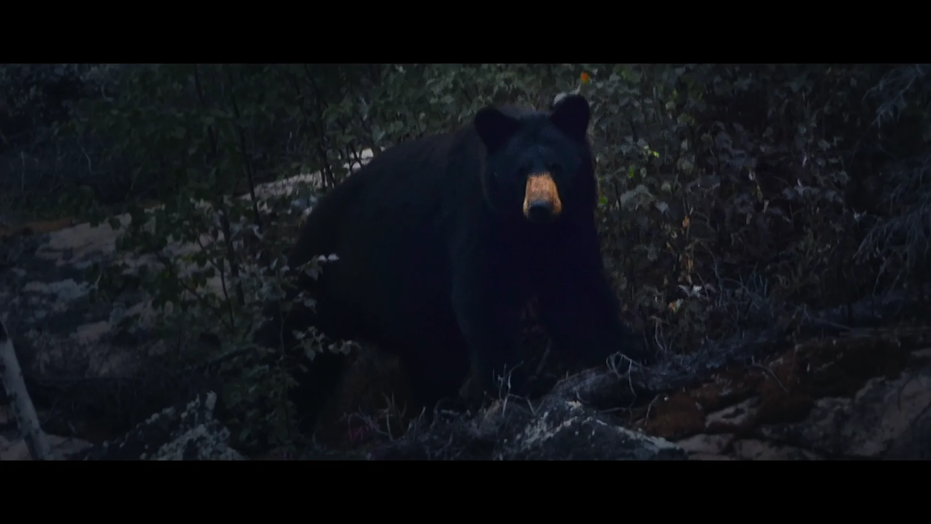 Gamla Stan | Tales from the Hutt, image size:1920x1080