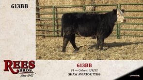 Lot #613BB - 613BB