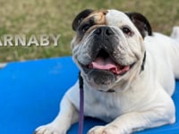 Bulldog - Barnaby