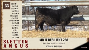 Lot #33 - MR JT RESILIENT 258