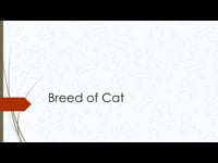 Animal behaviour: Breeds of Cat