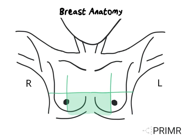 Basic Anatomy: The Breast