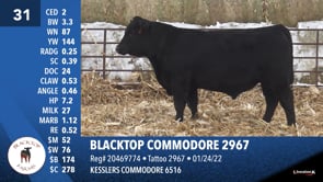 Lot #31 - BLACKTOP COMMODORE 2967