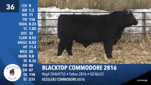 Lot #36 - BLACKTOP COMMODORE 2816