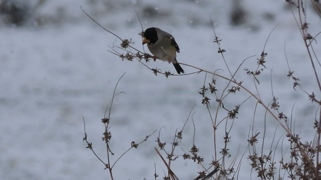 밀화부리