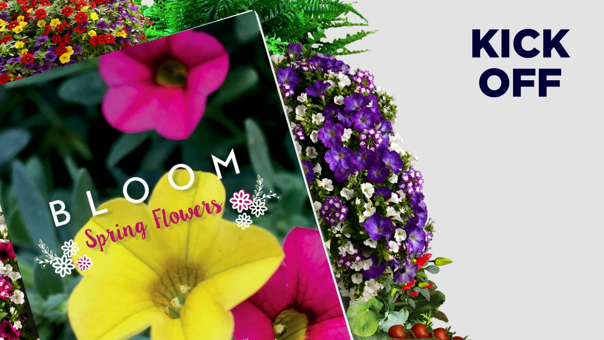 BLOOM Spring Flowers Kick Off Video - JOCO Growers