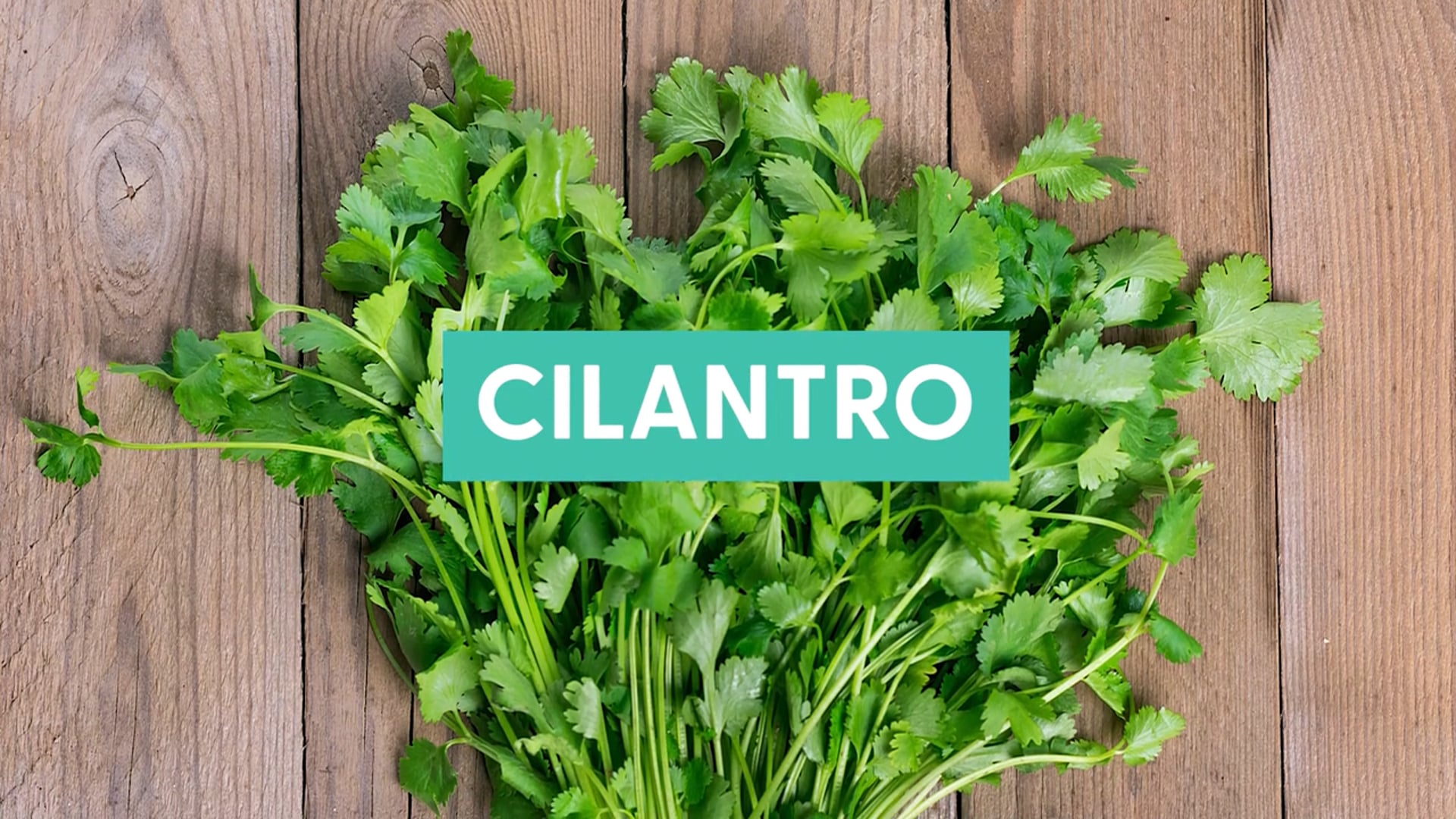 Mexico: Cilantro