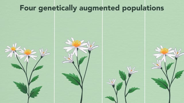 Reducing Mate Limitation in the Forked Aster (Eurybia furcata): A Case Study of Genetic Augmentation
