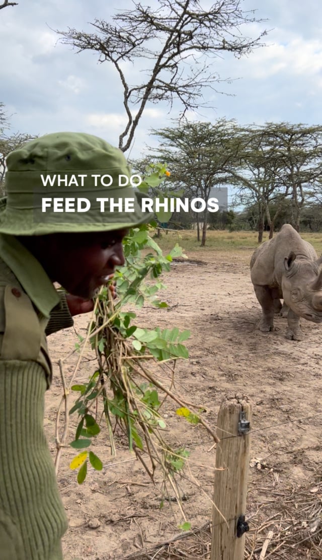 Feeding the Rhinos