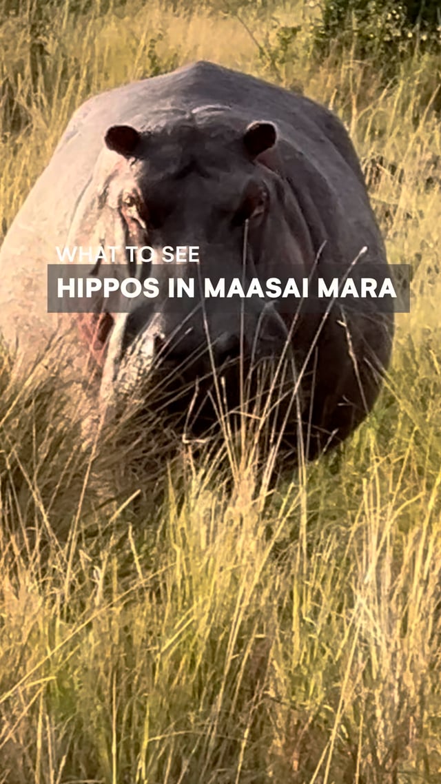 Hippos + Crocodiles of Maasai Mara