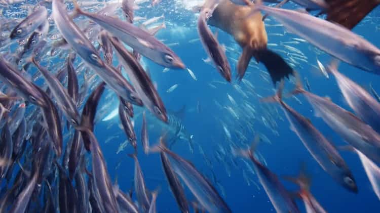 Marlin and Sea Lions on a bait ball on Vimeo
