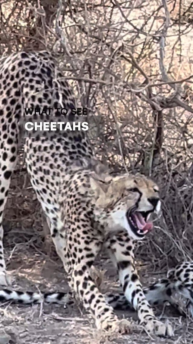 Cheetah