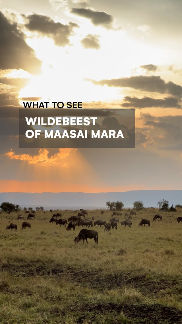 Wildebeest of Maasai Mara