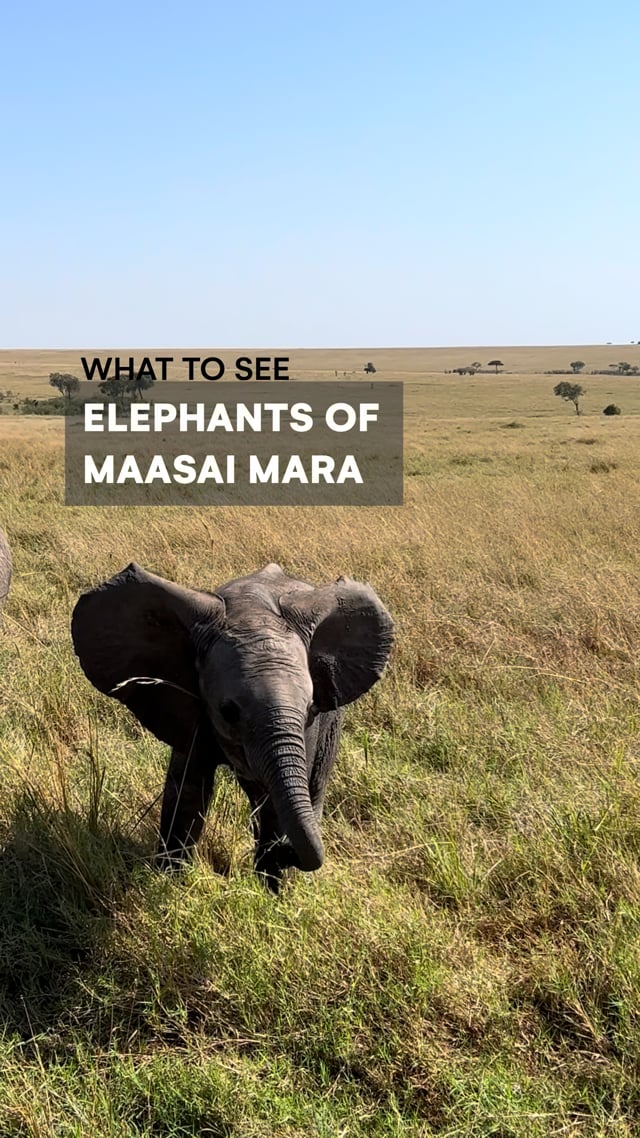 Maasai Elephants