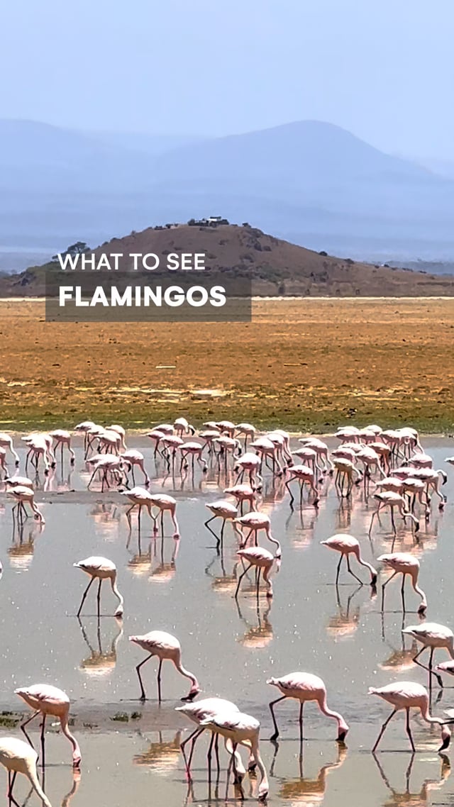 Flamingos Amboseli
