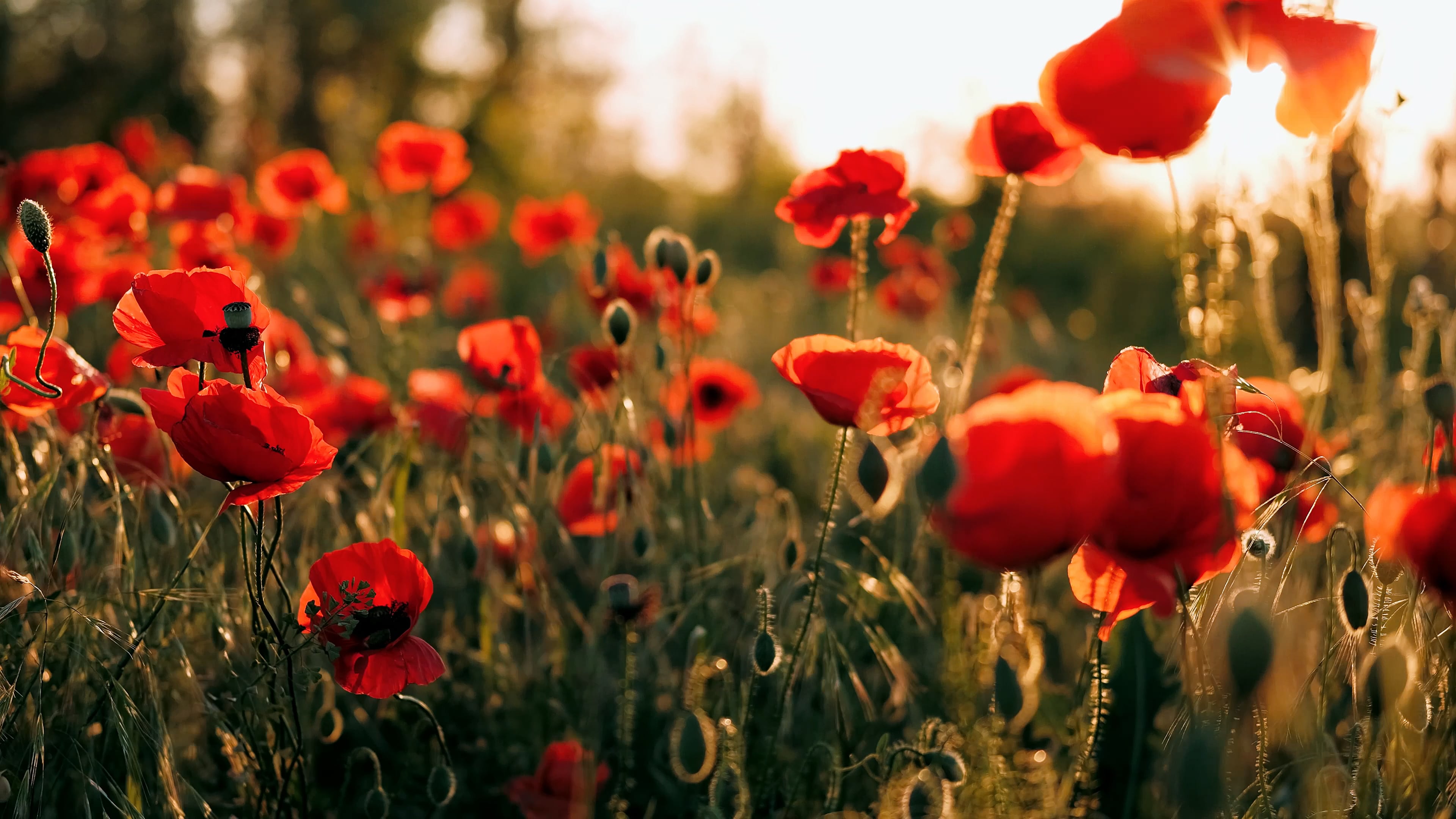 Perfect Poppies 