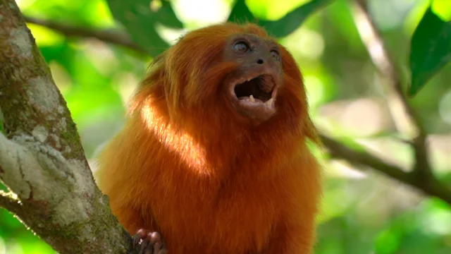 Once nearing extinction, Brazil's golden monkeys have rebounded from yellow  fever, scientists say