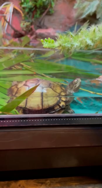 Turtle, Animal, Nature. Free Stock Video - Pixabay