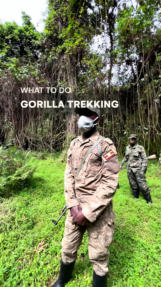 Gorilla Trekking