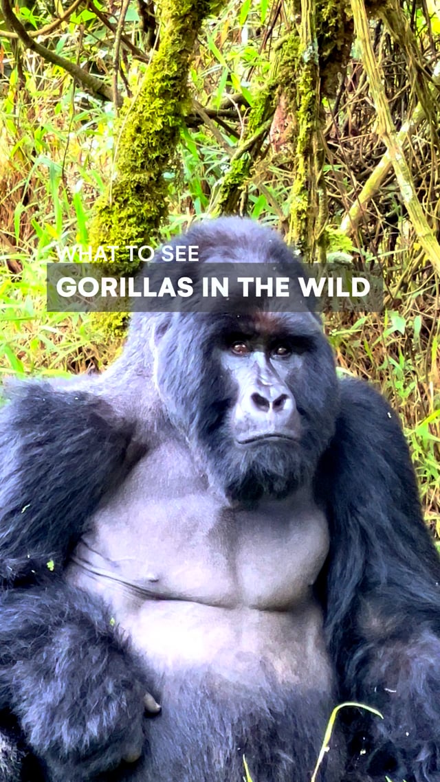 Gorillas in the Wild
