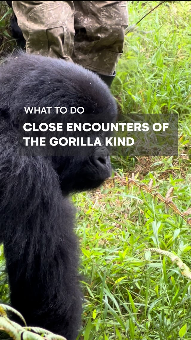 Close Encounters Gorillas.mov