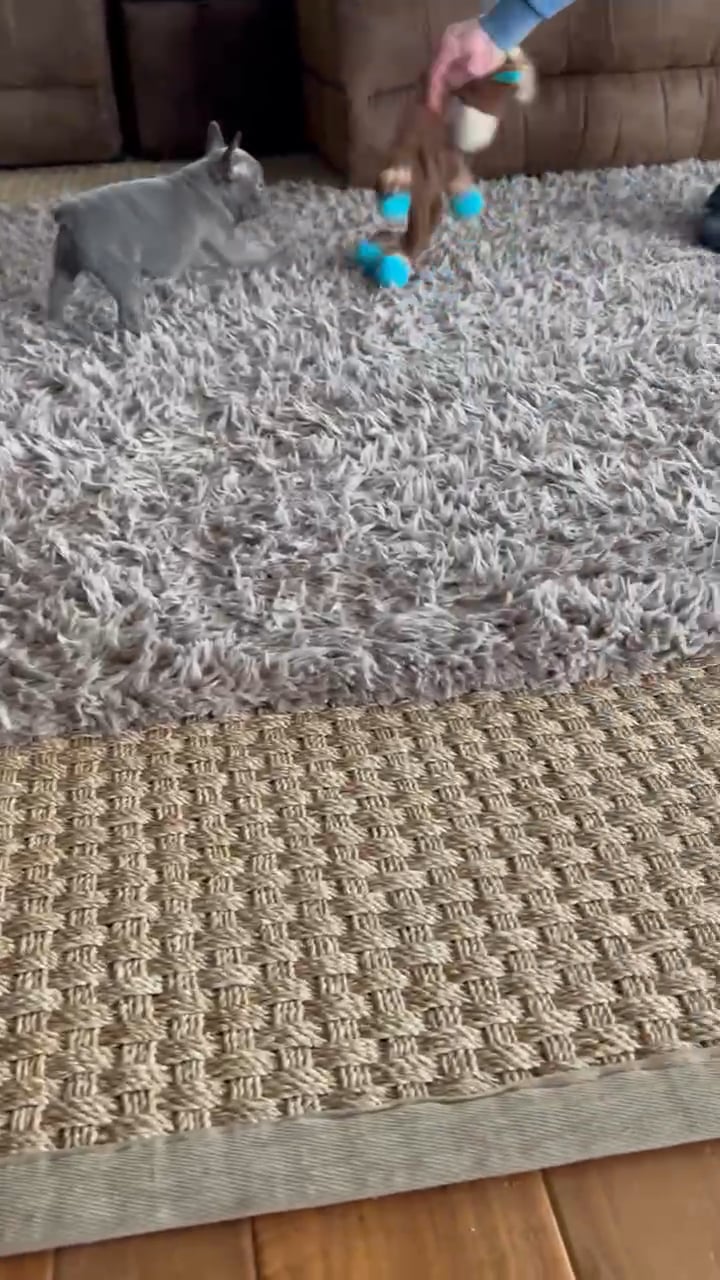 Winona Frenchton puppy for sale on Vimeo