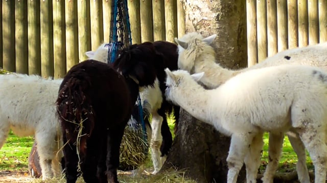 10+ Free Lama & Llama Videos, HD & 4K Clips - Pixabay 10+ Free Lama & Llama Videos, HD & 4K Clips - Pixabay