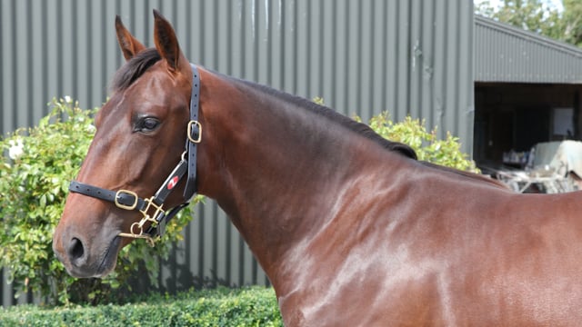 Lot 210